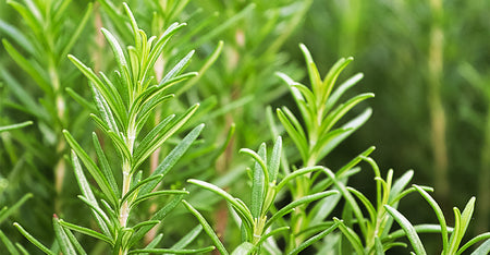 Rosemary